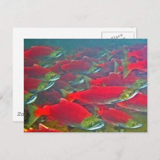 Sockeye Salmon Spawning Run Briefkaart (Voorkant / Achterkant)