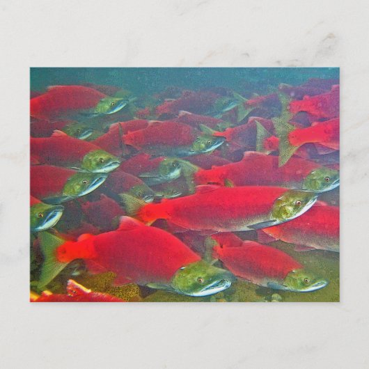 Sockeye Salmon Spawning Run Briefkaart (Voorkant)