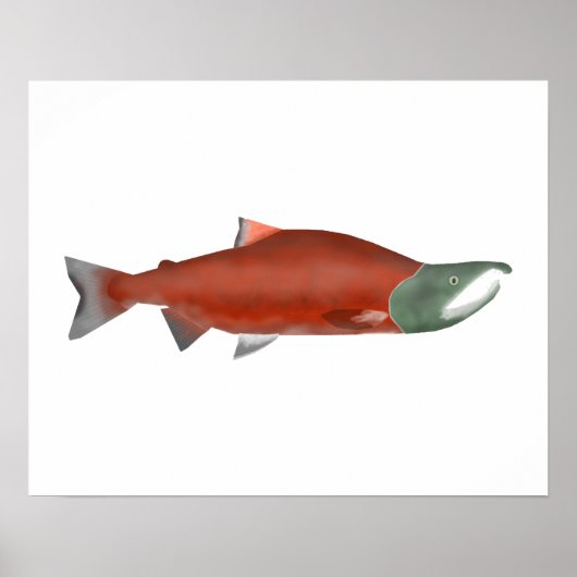 Sockeye Salmon - Zachte Fase Poster (Voorkant)