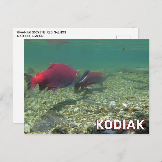 Sockeye zalm in Kodiak, Alaska Briefkaart (Voorkant / Achterkant)