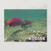 Sockeye zalm in Kodiak, Alaska Briefkaart (Voorkant)