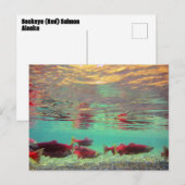Sockeye Zalm Onderwater Briefkaart (Voorkant / Achterkant)