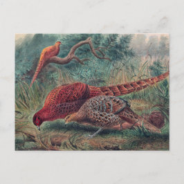 Soemmerring's fazant door Joseph Wolf Briefkaart