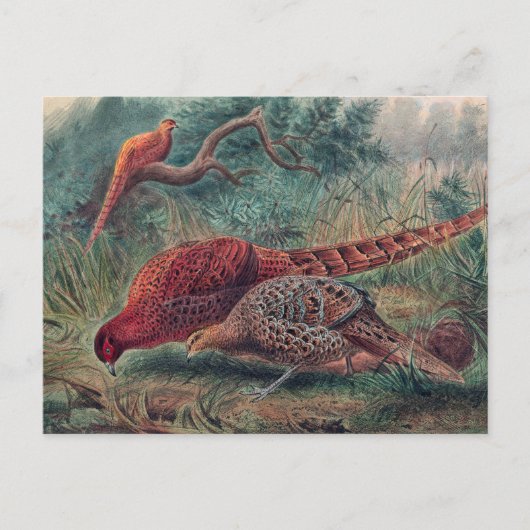 Soemmerring's fazant door Joseph Wolf Briefkaart (Voorkant)