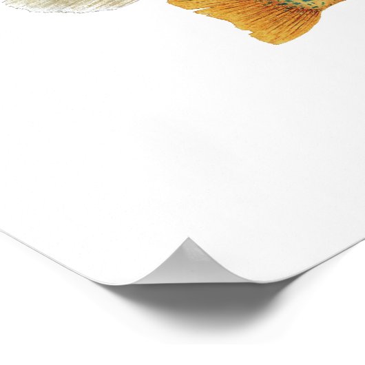 Soennitische schoonheid poster (Hoek)