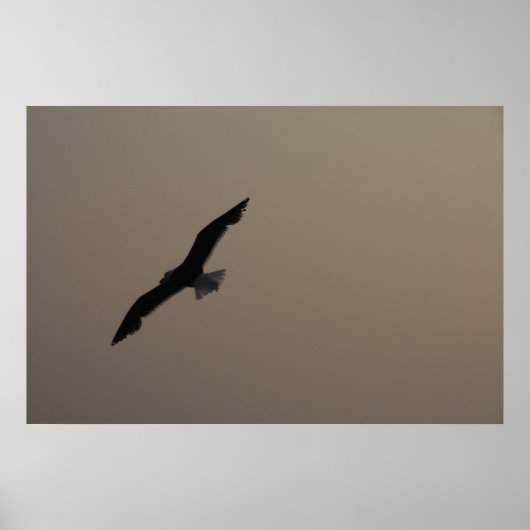 Soep Seagull Poster (Voorkant)