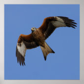 Soevere rode kite afdrukken poster (Voorkant)