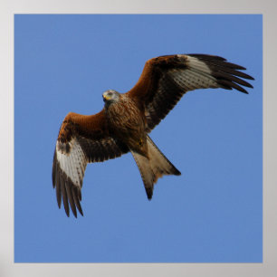 Soevere rode kite afdrukken poster