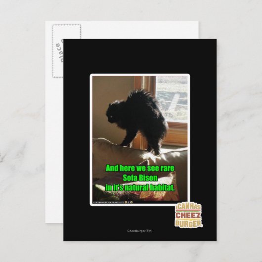 Sofa Bison Briefkaart (Voorkant / Achterkant)