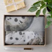 Sofa cat tissue papier (Geschenk)