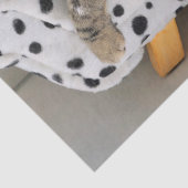 Sofa cat tissue papier (Detail)