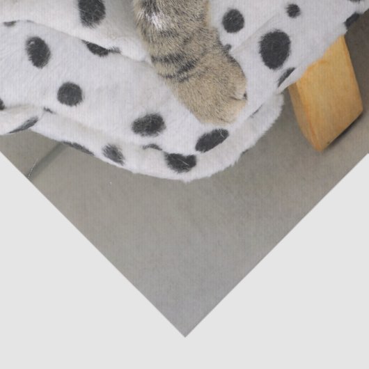 Sofa cat tissue papier (Detail)