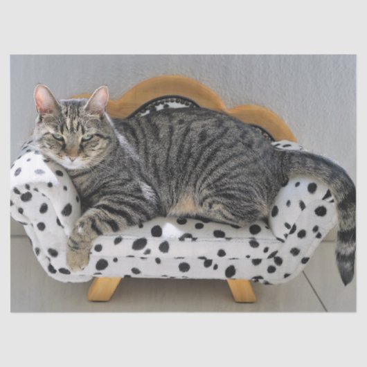 Sofa cat tissue papier (Voorkant)