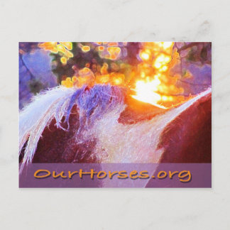 Sofi back-briefkaart briefkaart