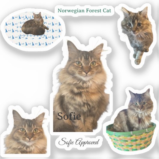 Sofie goedgekeurd Norwegian Forest Cat Vinyl Stick Sticker (Voorkant)
