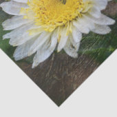 Soft and Dreamweaver Daisy Tissuepapier (Detail)