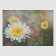 Soft and Dreamweaver Daisy