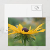 Soft Black Eyed Susan Flower Photography Briefkaar Briefkaart (Voorkant / Achterkant)
