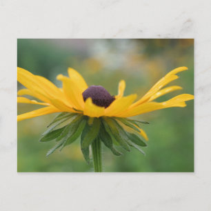 Soft Black Eyed Susan Flower Photography Briefkaar Briefkaart