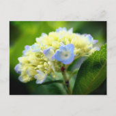 Soft Blue Hydrangea Flower Photography  Briefkaart (Voorkant)