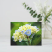 Soft Blue Hydrangea Flower Photography  Briefkaart (Staand voorkant)