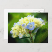 Soft Blue Hydrangea Flower Photography  Briefkaart (Voorkant / Achterkant)