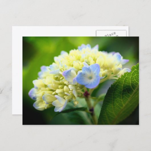 Soft Blue Hydrangea Flower Photography  Briefkaart (Voorkant / Achterkant)