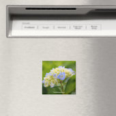 Soft Blue Hydrangea Flower Photography Magnet (Insitu (Vaatwasser))