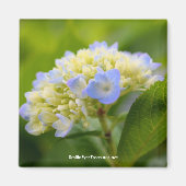 Soft Blue Hydrangea Flower Photography Magnet (Voorkant)