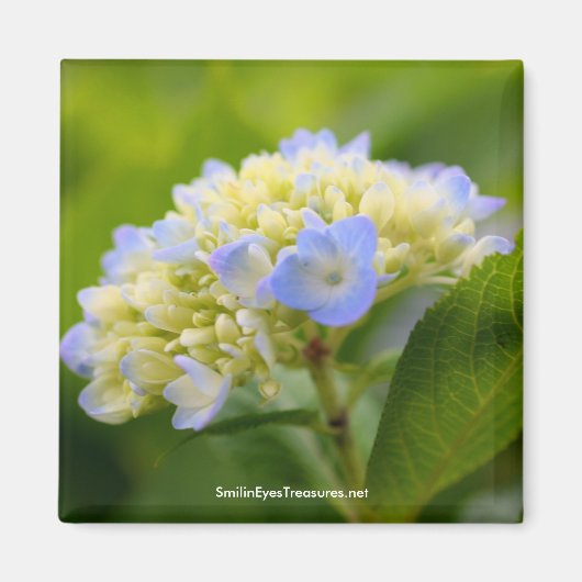 Soft Blue Hydrangea Flower Photography Magnet (Voorkant)