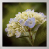 Soft Blue Hydrangea Flower  Tint Poster (Voorkant)