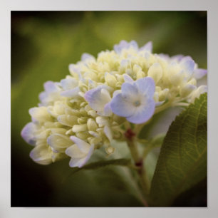 Soft Blue Hydrangea Flower  Tint Poster