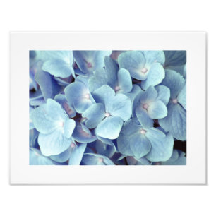 Soft Blue Hydrangea Pattern Foto Afdruk