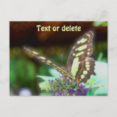 Soft Butterfly On Flower Nature Photo Personalized Briefkaart (Voorkant)