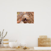 Soft Coated Wheaten Terrier portret Poster (Keuken)