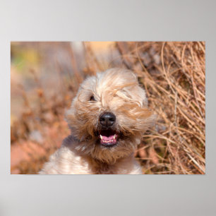Soft Coated Wheaten Terrier portret Poster