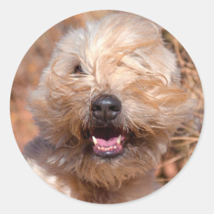 Soft Coated Wheaten Terrier portret Ronde Sticker