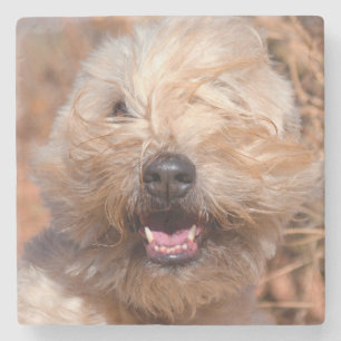 Soft Coated Wheaten Terrier portret Stenen Onderzetter