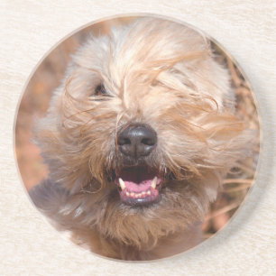 Soft Coated Wheaten Terrier portret Zandsteen Onderzetter