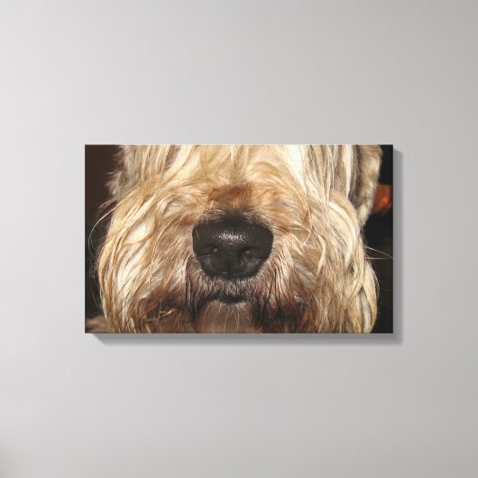 soft coated wheaton terrier.png canvas afdruk (Voorkant)