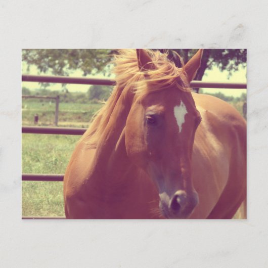 Soft Focus Scotch Briefkaart (Voorkant)