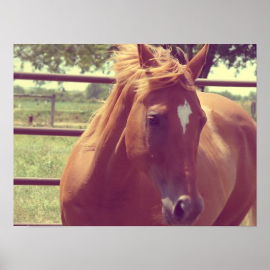 Soft Focus Scotch Poster (Voorkant)