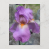 Soft Lavender Beared Iris Flower Briefkaart (Voorkant)