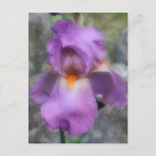 Soft Lavender Beared Iris Flower Briefkaart (Voorkant)