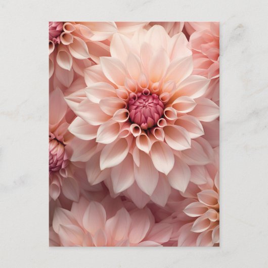 soft pastel colored dahlia flower  briefkaart (Voorkant)
