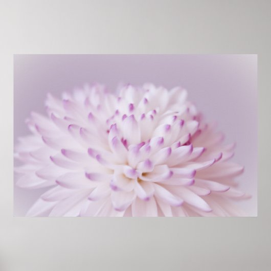 Soft Pastel Flower Photography Poster (Voorkant)