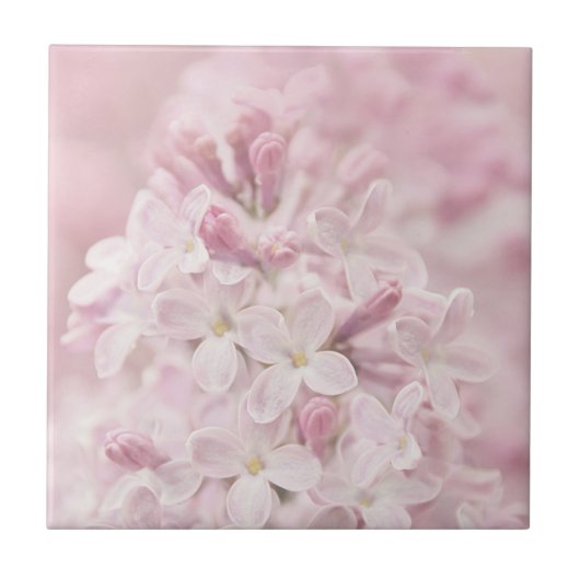 Soft Pastel Pink French Lilacs Tegeltje (Voorkant)