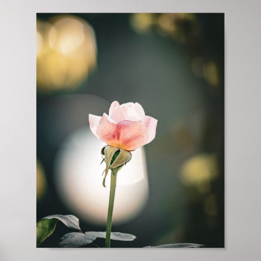 Soft Petals, Gentle Glow 🌸 Poster (Voorkant)