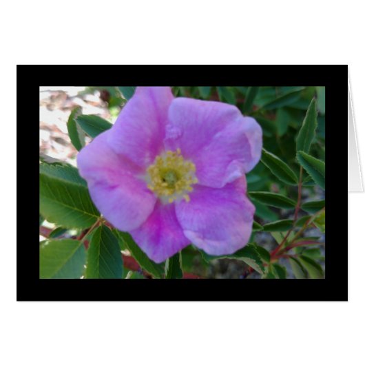 Soft Pink Bloom - Song of Songs 8:14 Wenskaart (Voorkant Horizontaal)