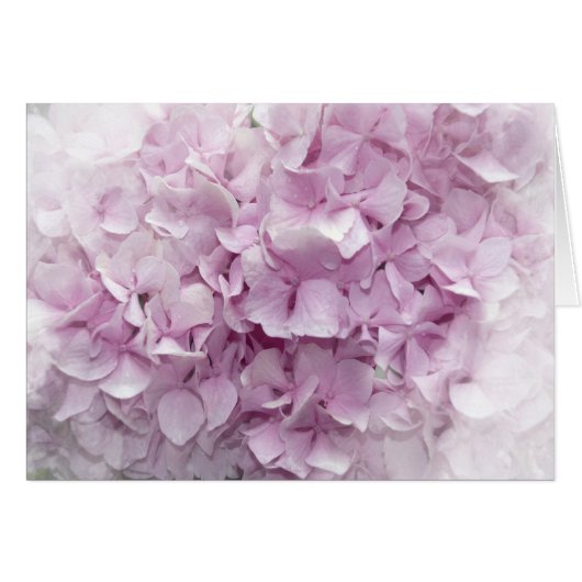 Soft Pink Hydrangea Blossom (Voorkant Horizontaal)